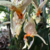 Orquidea Stanhopea Oculata Rara - Adulta - Produz flores perfumadas - comprar online