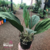 Orquidea Stanhopea Oculata Rara - Adulta - Produz flores perfumadas na internet