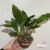 Orquídea Stanhopea Tigrina Rara - Adulta Para colecionador - comprar online