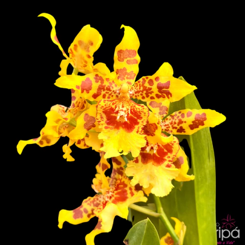Orquídea Wilsonara Ouro Árvore Brazil Tam.3 - comprar online