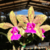Orquídea C. Pão de Açucar - Tam. 3