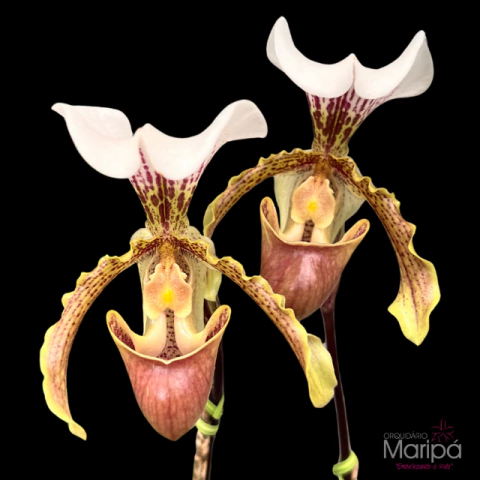 Orquídea Paphiopedilum Leeanum - Planta Adulta