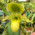 Orquídea Paphiopedilum Primulinum Raridade- Pré adulta