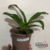 Orquídea Paphiopedilum Villosum - Adulta - comprar online