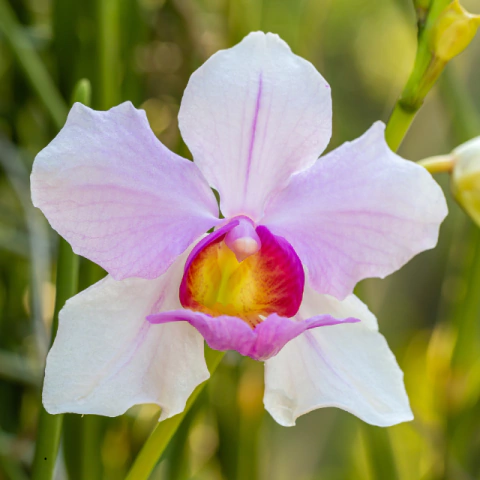 Orquídea Papilionanthe Teres - Tam. 3 - comprar online