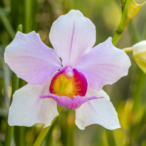 Corte de Orquídea Papilionanthe Teres - comprar online