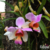 Orquídea Papilionanthe Teres - Pré adulta