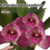 Orquídea Corte de Bifrenaria Tyrianthina- Adulta - comprar online
