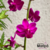 Orquídea Phalaenopsis (Doritis) Pulcherrima Pink - Planta adulta - comprar online
