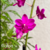 Orquídea Phalaenopsis (Doritis) Pulcherrima Pink - Planta adulta