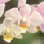 Orquídea Phalaenopsis Rosa Claro- Adulta (Planta de porte médio)
