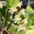 Orquídea Pholidota Chinensis- Pré adulta
