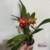 Orquídea Potinara Little Toshie Her- Pré adulta na internet