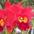 Orquídea Potinara Red Crab Kuan Miao Pré-adulta - comprar online