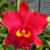 Orquídea Potinara Red Crab Kuan Miao - Tam. 3