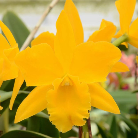 Orquídea Pot. Twenty Four Karat Lea - Tam. 2 - comprar online