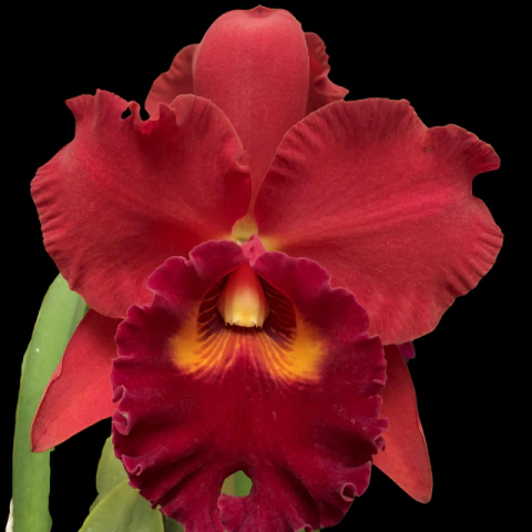 Orquídea Potinara Red Crab Kuan Miao Pré-adulta - comprar online