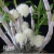 Dendrobium Purpureum Albo - Pré-adulta - Orquidário Maripá