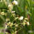 Orquidea Ornithophora Radicans Flor em forma de pássaro- Touceira na internet