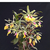 Orquídea Epicattleya Renê Marques - Tam. 2 com 10 a 15cm - comprar online