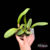 Orquídea Rlc. Chomthong Delight - Pré adulta - comprar online