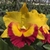 Orquídea Rlc. Chomthong Delight - Pré adulta