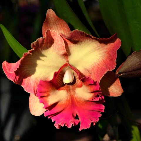 Orquídea Rlc. Chomthong Fancy - Planta adulta - comprar online