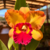 Orquídea Rlc. Saeng U-as N°3- Pré adulta - Orquidário Maripá