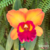 Orquídea Rlc. Saeng U-as N°3- Pré adulta - comprar online