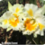 Orquídea Rlc. Shinnaphat Diamond - Pré-adulta