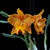 Orquídea Rlc. Suvarnabhumi Delight- Pré Adulta