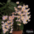 Dendrobium Rosy Cluster - adulta