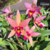 Orquídea Laelia Santa Barbara Sunset clone cattleya a rainha das flores especial para colecionar- Pré adulta