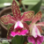 Orquídea Cattleya Schilleriana X Self linda pintalgada mudas fortes Tam.3