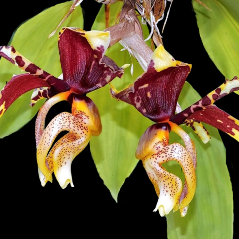 Orquídea Stanhopea Tigrina Tam.2 - comprar online