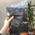Kit Plantio de Orquídeas (2 Itens) - comprar online