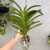 Orquídea Vanda Boonyarit Pastel- Adulta - Planta espetacular na internet