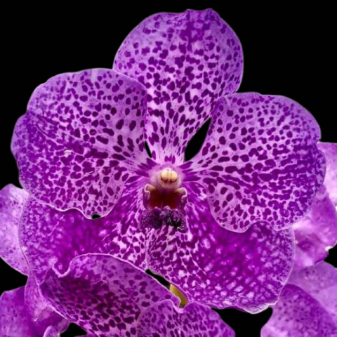 Orquídea Vanda Fuch's Delight 'Korat' - Planta Adulta - comprar online