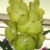 Orquídea Vanda Jukit Gold - Pré Adulta - comprar online