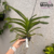 Orquídea Vanda Jukit Gold - Pré Adulta na internet
