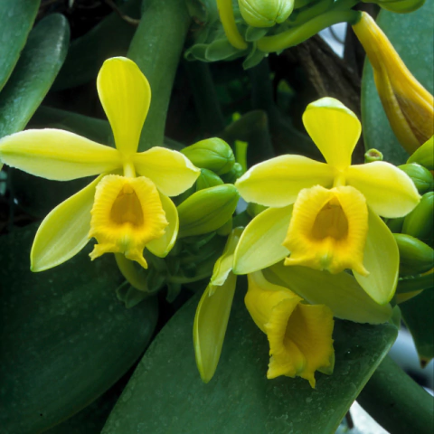 Orquídea Vanilla Planifolia (Baunilha) - Pré-adulta - comprar online