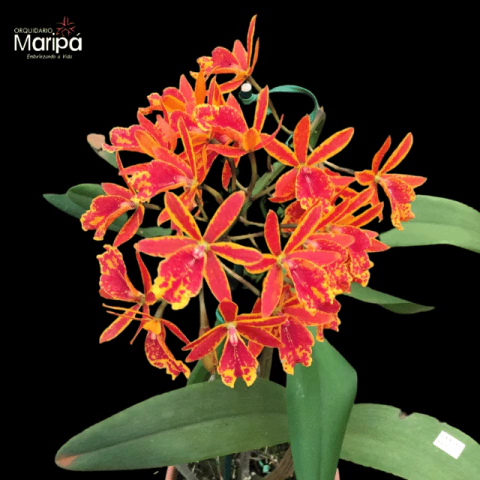 Orquídea Epicattleya Volcano Trick - Tam. 2