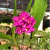 Orquídea Spathoglottis Unguiculata (Grapete) - Pré adulta - comprar online