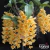 Orquídea Dendrobium Griffithianum - Planta Adulta