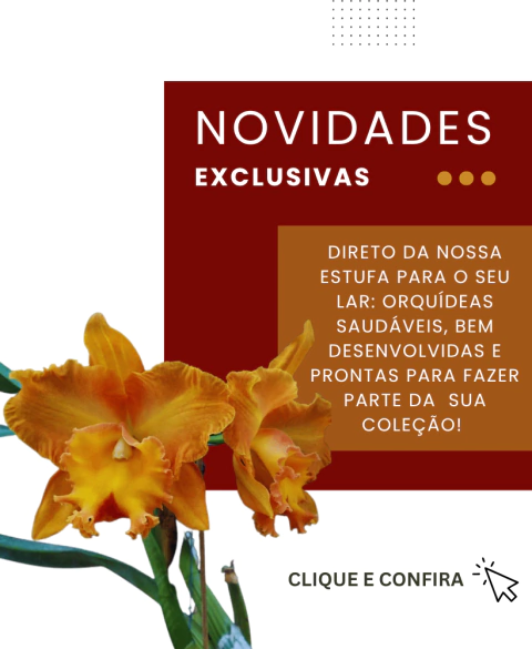 Carrossel 1