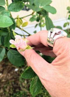 Anillo exclusivo:”Rose”- cuarzo rosa - plata 925 en internet