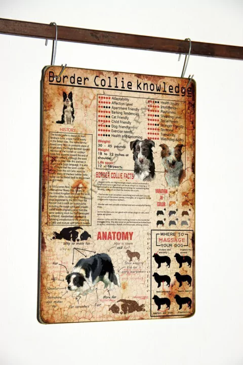 ZR-173 Border collie