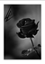 Quadro Paradise Black Rose - Paradise