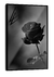 Quadro Paradise Black Rose - comprar online