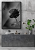 Quadro Paradise Black Rose